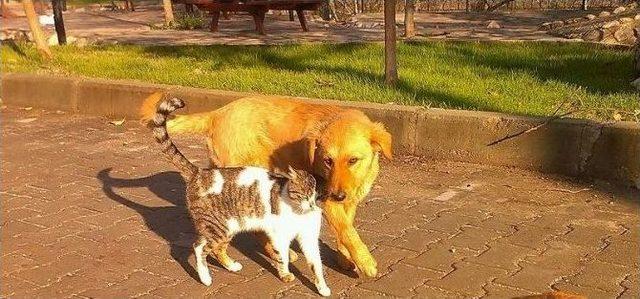 Milas’ta Kediler Ve Köpeklerin Şaşırtan Dostluğu