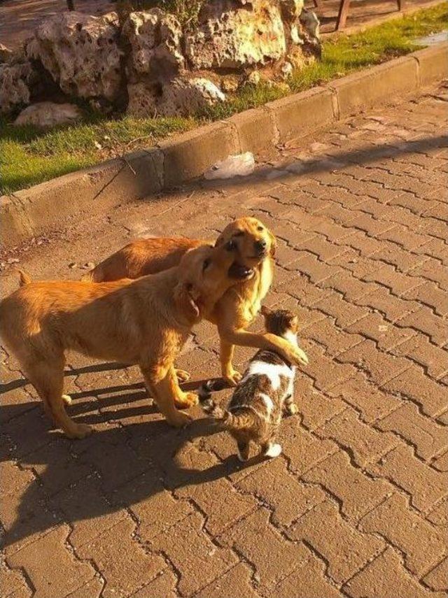 Milas’ta Kediler Ve Köpeklerin Şaşırtan Dostluğu