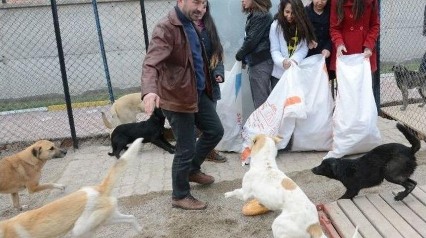 Malaklılar Derneği Ve Öğrencilerden Köpeklere Ekmek