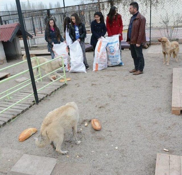 Malaklılar Derneği Ve Öğrencilerden Köpeklere Ekmek 1