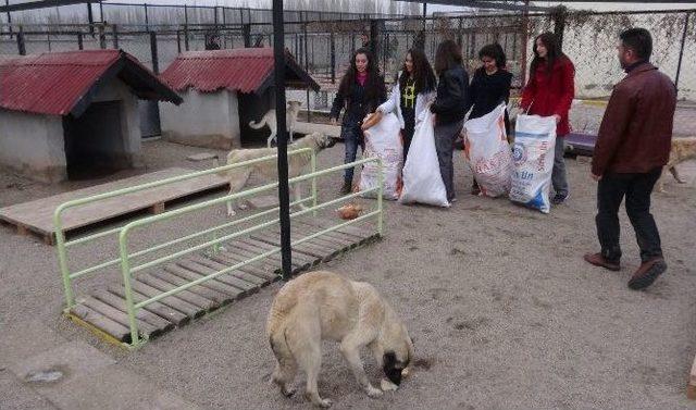 Malaklılar Derneği Ve Öğrencilerden Köpeklere Ekmek 2