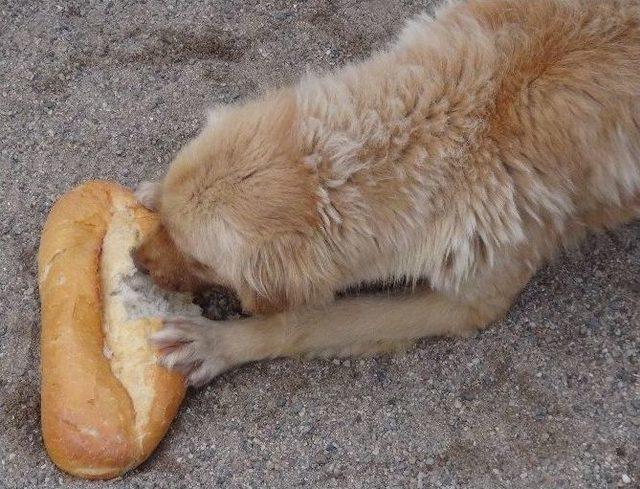 Malaklılar Derneği Ve Öğrencilerden Köpeklere Ekmek 3