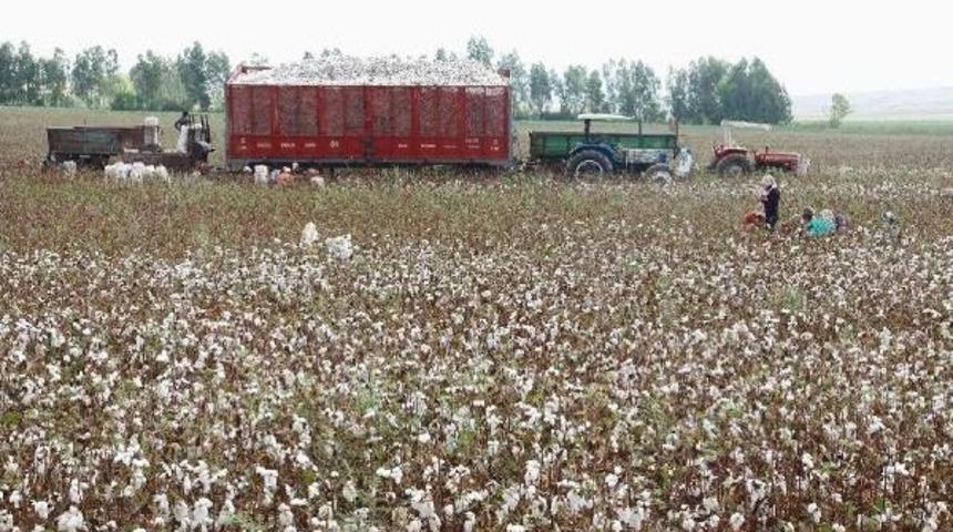 &Ccedil;ukurova'da 'beyaz Altın'ın Yerini 'sarı Inci' Aldı