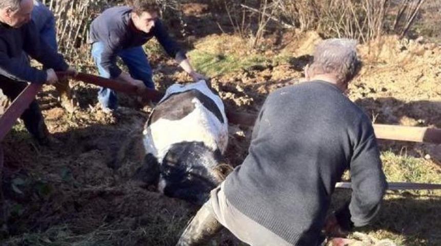 &Ccedil;amura Saptanan Ineği Itfaiye Kurtardı
