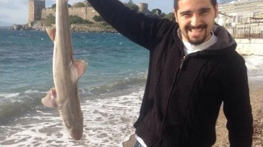 Bodrum&rsquo;da &Ouml;l&uuml; K&ouml;pek Balığı Sahile Vurdu