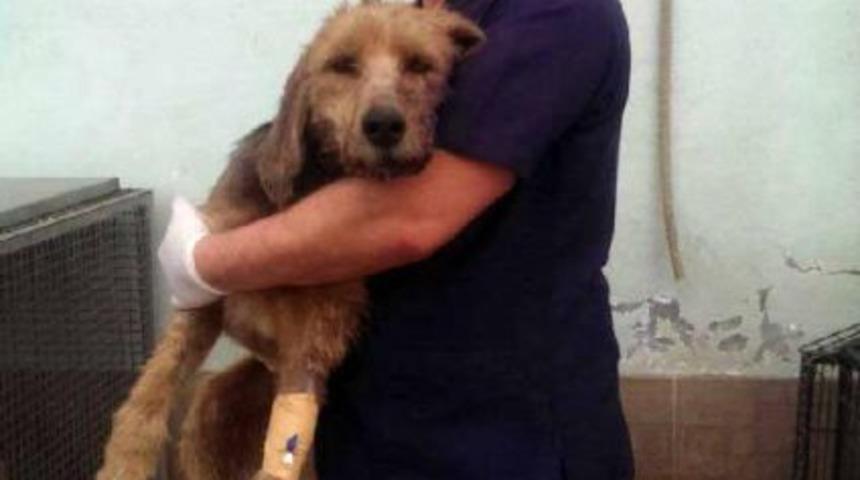 Domuz Saldırısından K&ouml;peği Kurtardı