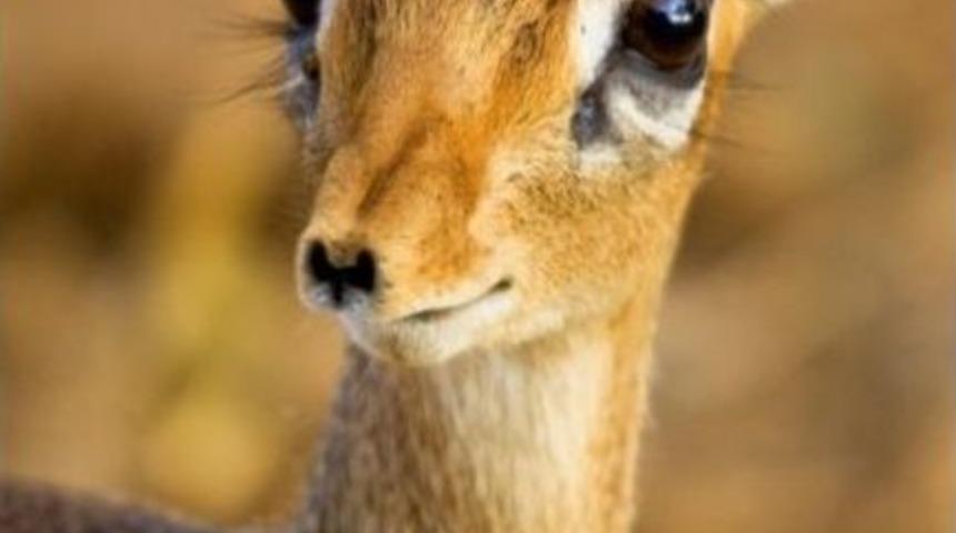 Ordu&rsquo;da En &Ccedil;ok Karaca Tedavisi Yapıldı