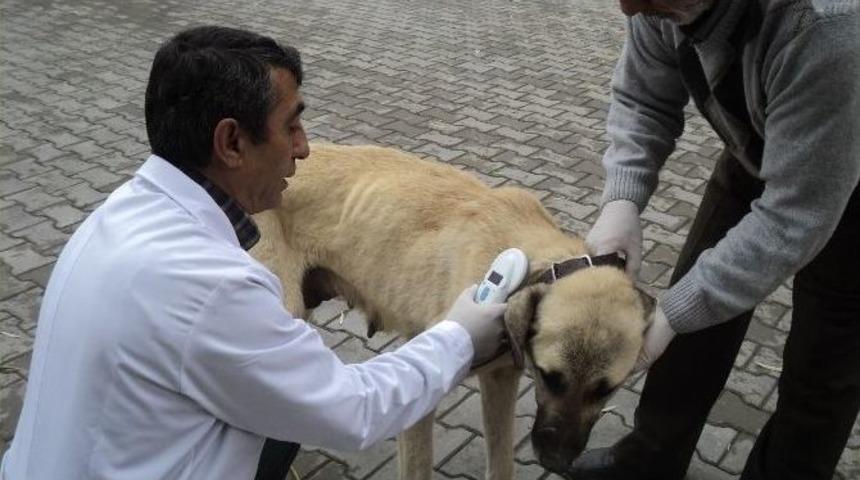Malatya&rsquo;da 2 Bin Sokak Hayvanı, Aşılanarak Tedavi Edildi