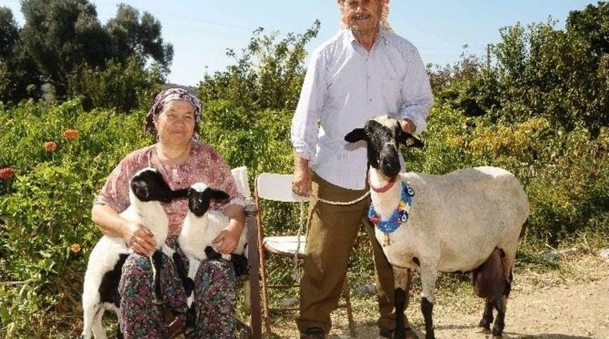Sakız Koyunu Yetiştiricinin Elinde Islah Edilecek