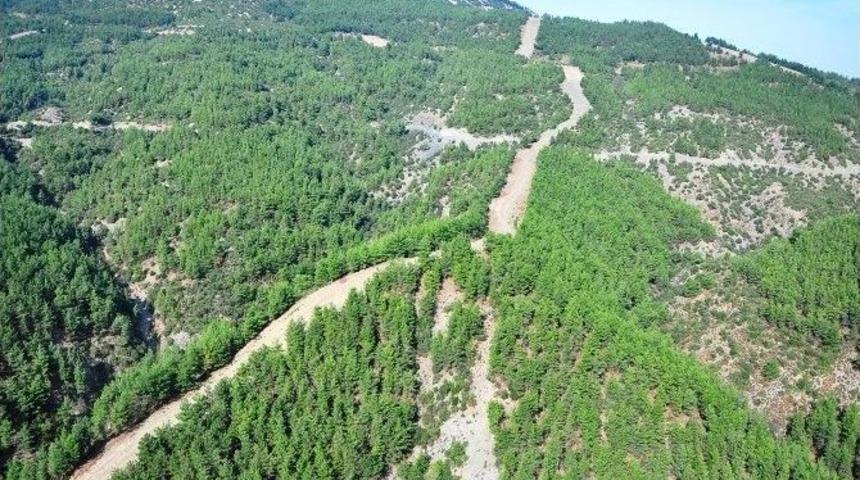 Manisa&rsquo;nın Ormanlık Alanları Arttı