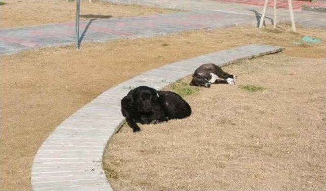 Liseli Büşra, Köpeklerden Kaçarken Düşüp Öldü