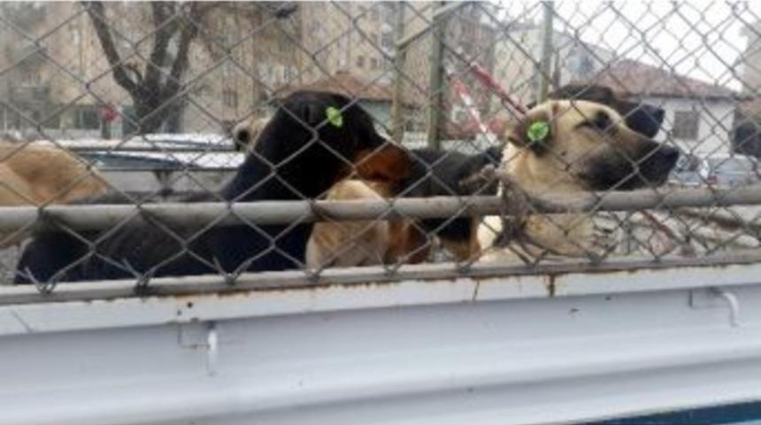 Ereğli&rsquo;de Sokak Hayvanları Kısırlaştırılıyor