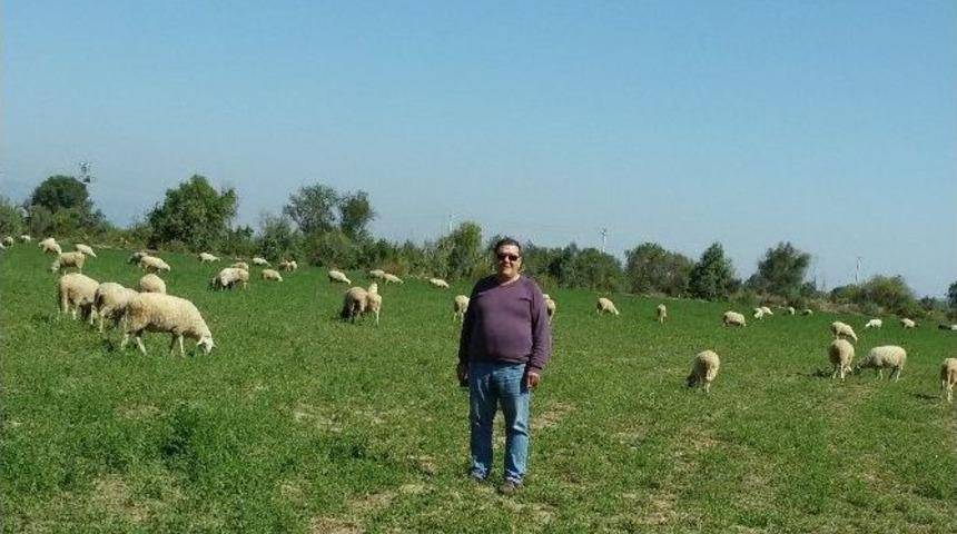 Aydın&rsquo;da Damızlık Koyun Ve Ke&ccedil;i Irkı Islahı Yılan Hikayesine D&ouml;nd&uuml;