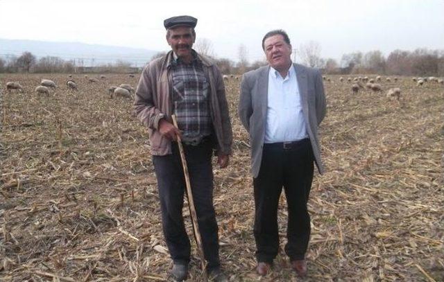 Aydın&rsquo;da Damızlık Koyun Ve Ke&ccedil;i Irkı Islahı Yılan Hikayesine D&ouml;nd&uuml; 1