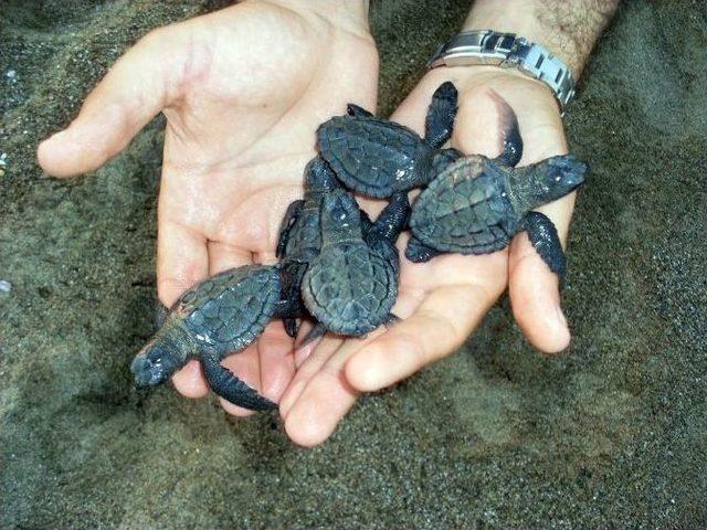 Caretta&rsquo;lar İ&ccedil;in Geliyorlar 2