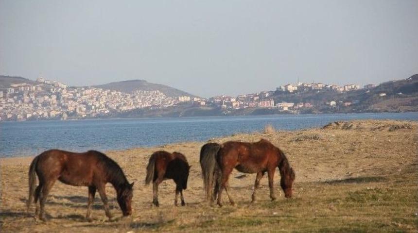 Sinop Sahilinde Keyif S&uuml;ren &ldquo;yılkı&rdquo; Atları