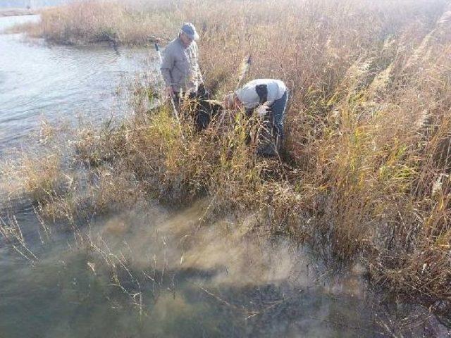 Dalyan Kanalı, İztuzu Sahili Ve Sulungur G&ouml;l&uuml; ndeki &Ccedil;&ouml;pler Toplandı 1