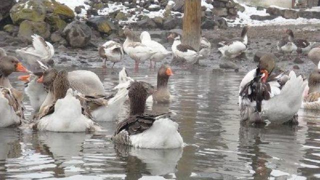 Kaz, Ardahan Ve Kars ta K&ouml;ylerin Ge&ccedil;im Kaynağı 3