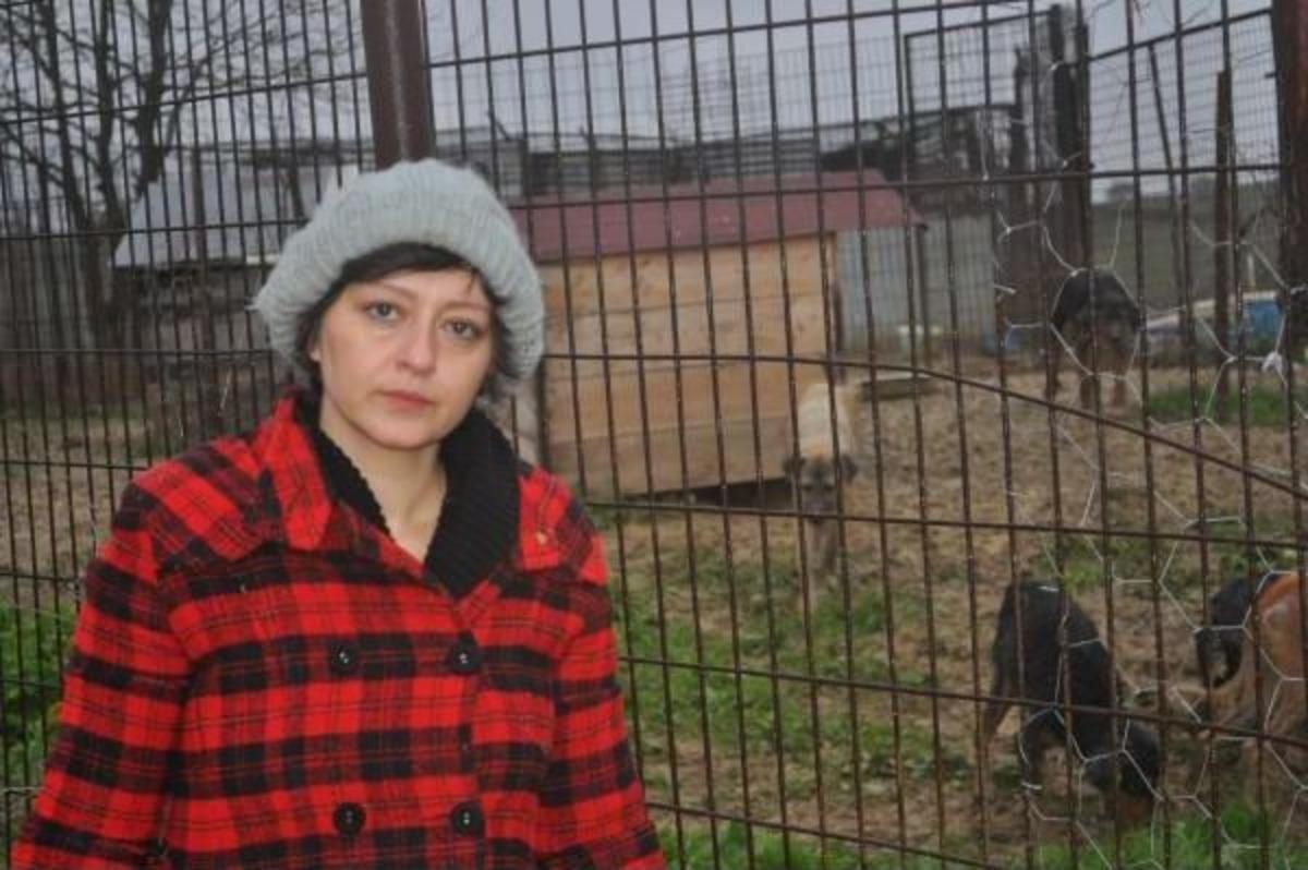 T&uuml;fekle K&ouml;pek Itlafına Tepki