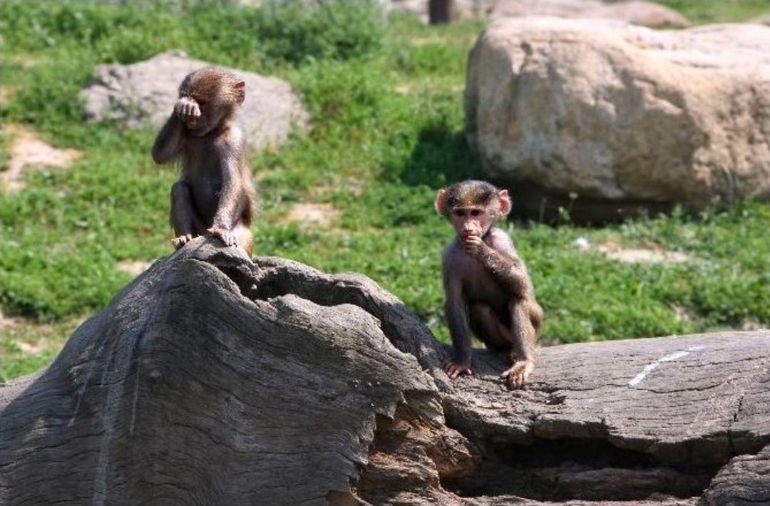 &Ouml;ğrencilere Karne Hediyesi Hayvanat Bah&ccedil;esi Gezisi