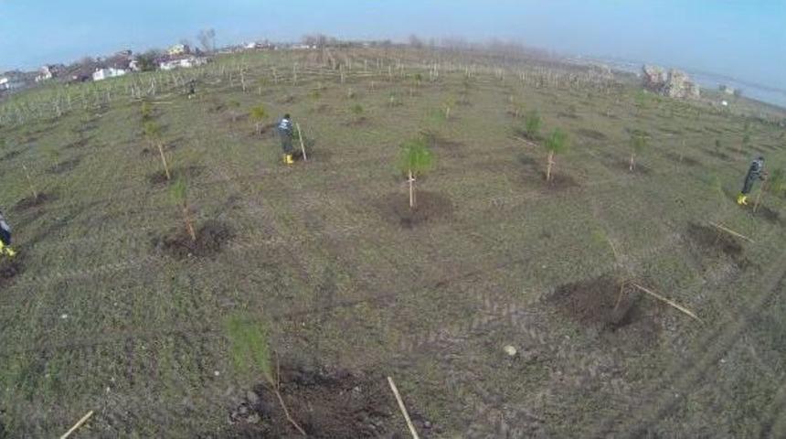 İstanbul'a 115 Bin Yeni Ağa&ccedil;