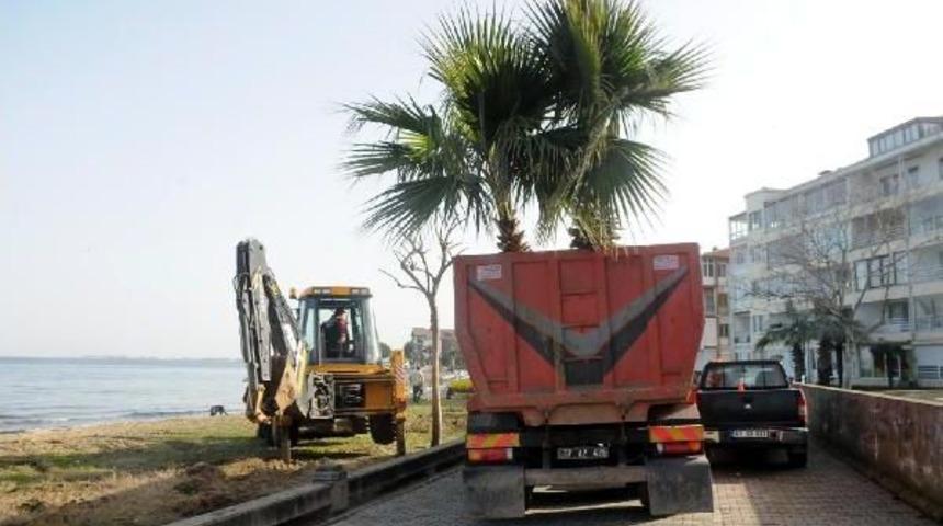 &Ccedil;iftlikk&ouml;y Belediyesi Sahildeki Ağa&ccedil;ları  Taşıdı