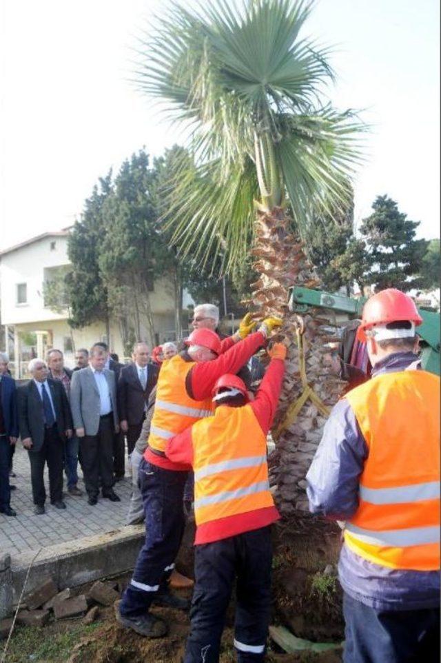 Çiftlikköy Belediyesi Sahildeki Ağaçları  Taşıdı