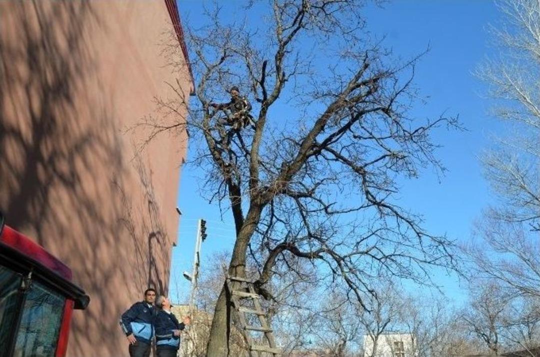 İki G&uuml;nd&uuml;r Ağa&ccedil;ta Mahsur Kalan Kedi Kurtarıldı