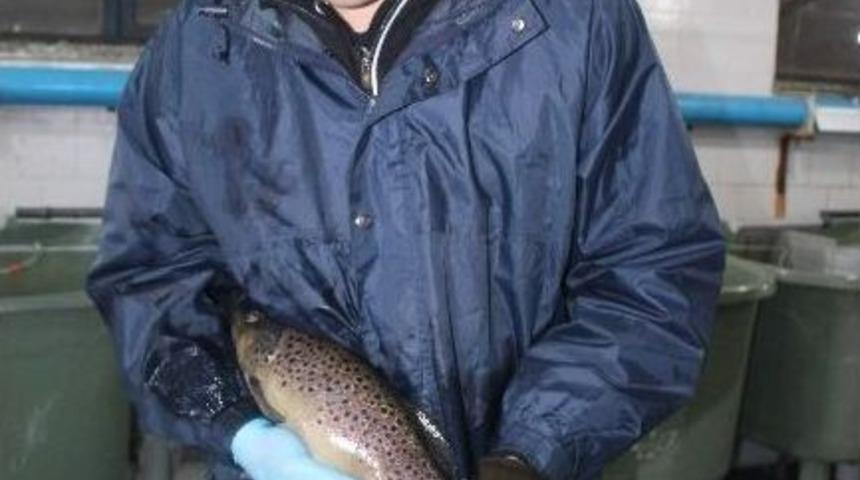 1 Kilogram Ağırlığındaki Damızlık Alabalıktan 2 Bin Civarında Yumurta Alınıyor