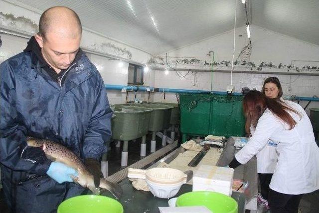 1 Kilogram Ağırlığındaki Damızlık Alabalıktan 2 Bin Civarında Yumurta Alınıyor 1