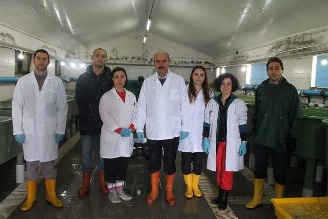 1 Kilogram Ağırlığındaki Damızlık Alabalıktan 2 Bin Civarında Yumurta Alınıyor 2