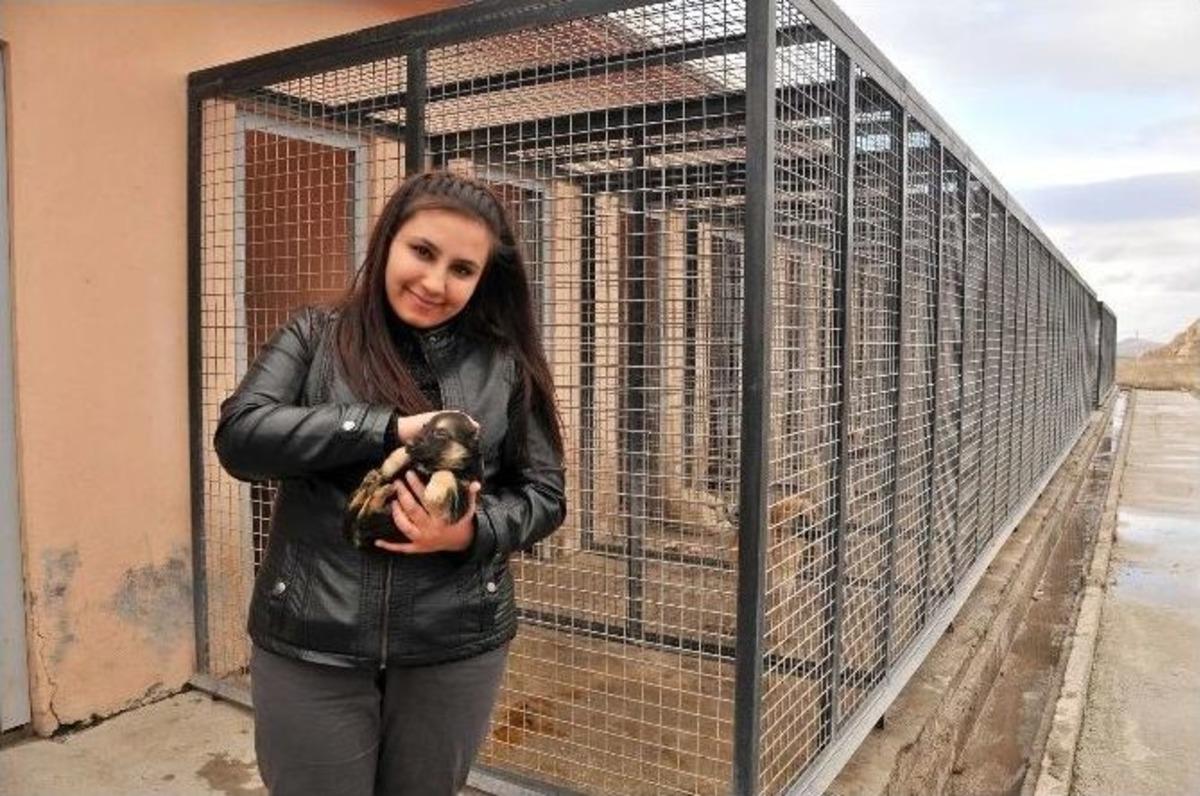 Mamak&rsquo;ta 246 Sokak Hayvanı Sıcak Yuvaya Kavuştu