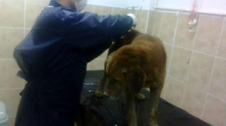 Demir Korkuluklara Sıkışan K&ouml;peği Itfaiye Kurtardı