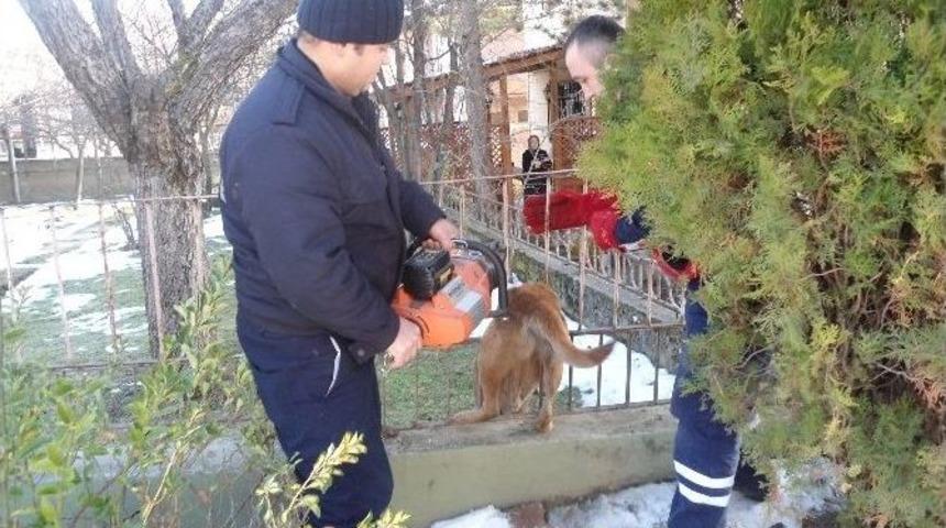 Demir Korkuluklara Sıkışan K&ouml;peği İtfaiye Ekipleri Kurtardı