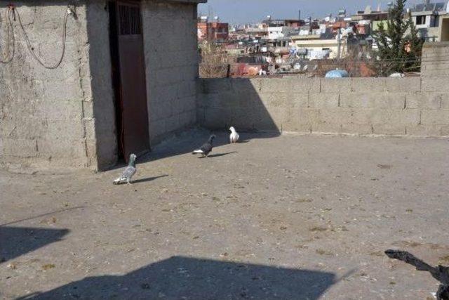 Teldeki G&uuml;vercini U&ccedil;urmak Isterken Elektrik Akımına Kapıldı 2