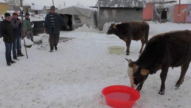 Muş'ta Karasu Buz Tuttu, Hayvanlar Susuz Kaldı