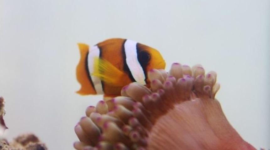 Kayıp Balık Nemo Emitt&rsquo;te Bulundu