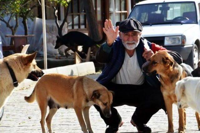 Tatil Için Geldi, Sokak Hayvanları Için Bir Daha Dönmedi