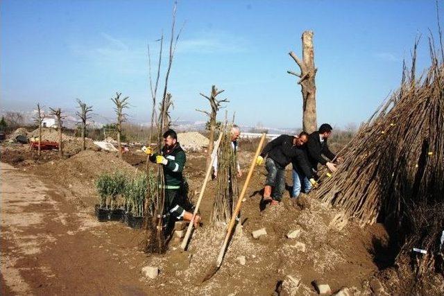 Büyükşehir’den Çiftçilere 16 Bin Meyve Fidanı