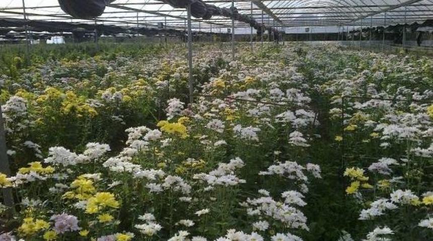 Kasımpatıyı Don Vurdu