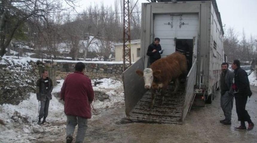 Kooperatif Ortakları Hayvanlarına Kavuştu