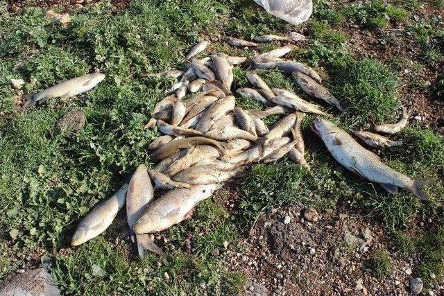 Deredeki Balıklar Ölüyor