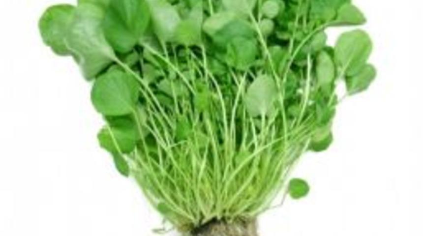 Tere&rsquo;de Ispanaktan Daha &Ccedil;ok Demir Var