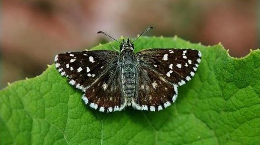 Kelebek Fotoğrafları İlgi G&ouml;rd&uuml;