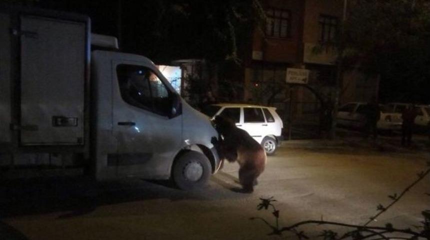 Sirkten Ka&ccedil;an Ayı Korkuttu