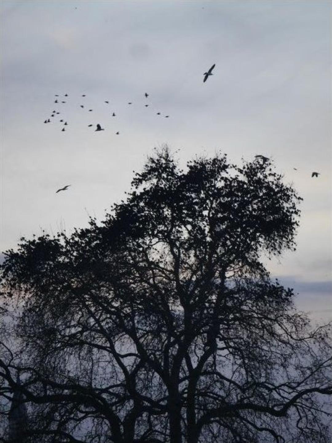 Martılar Sığırcıkları Rahat Bırakmadı