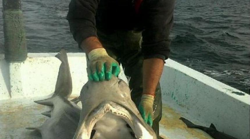 Balık&ccedil;ı Ağına 200 Kiloluk K&ouml;pekbalığı Takıldı