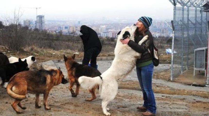 Hayvan Severler, A&ccedil; Kalan Sokak Hayvanlarını Besledi
