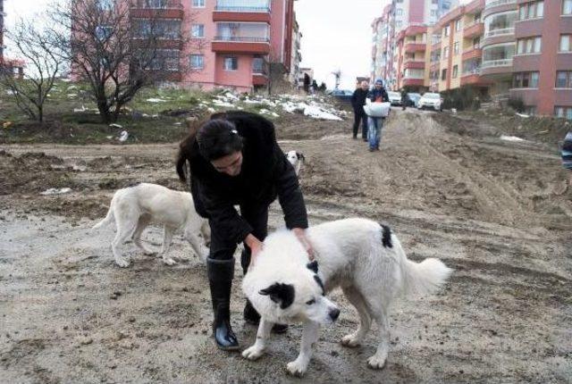 Hayvan Severler, Aç Kalan Sokak Hayvanlarını Besledi