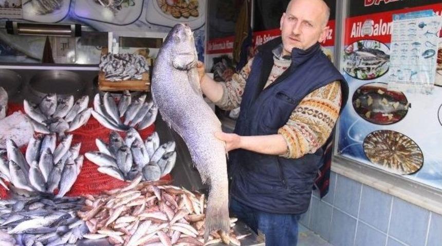 Samsun&rsquo;da Balık Fiyatları